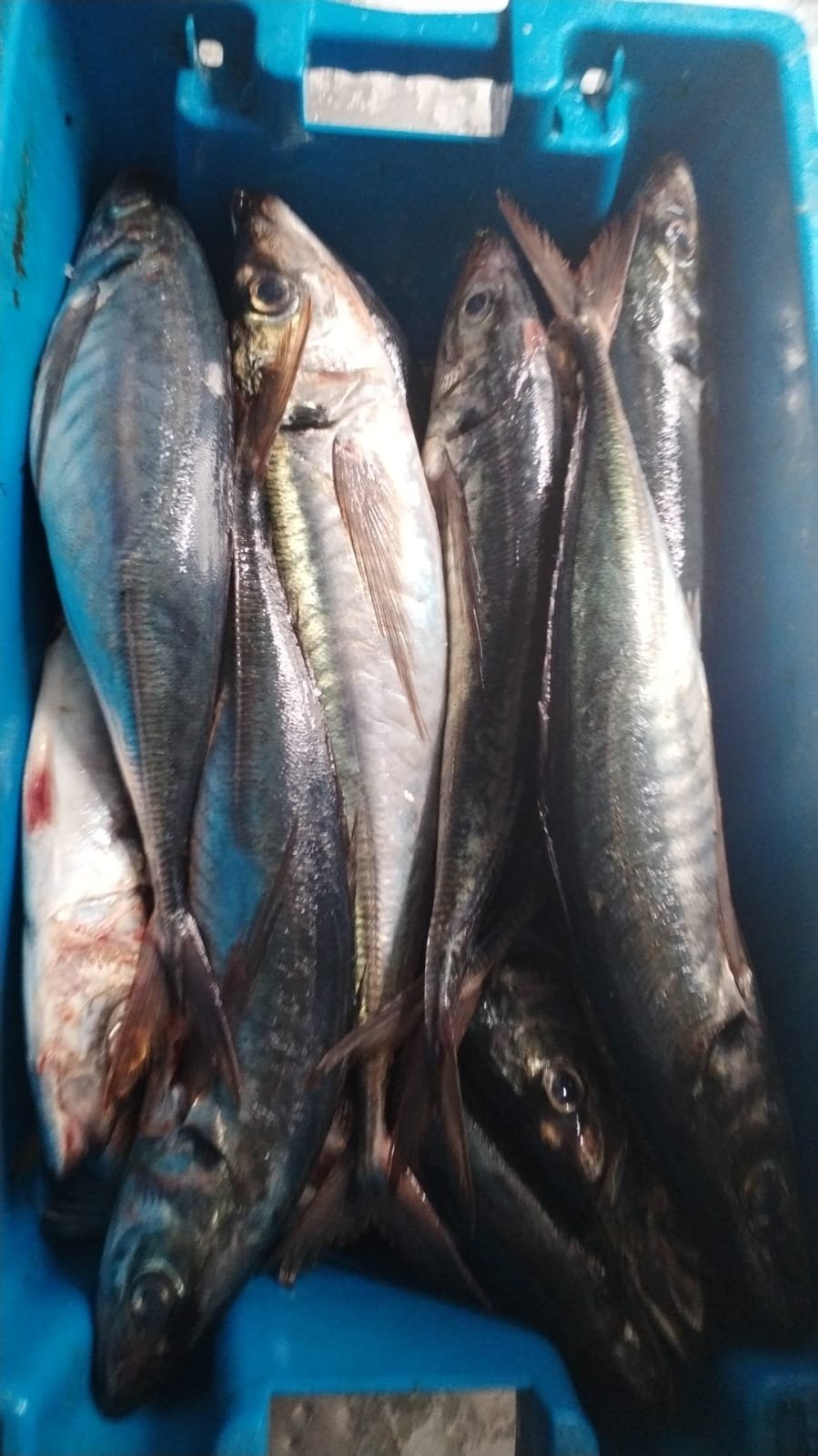 Talata Fish Home - Tala Fresh Fish